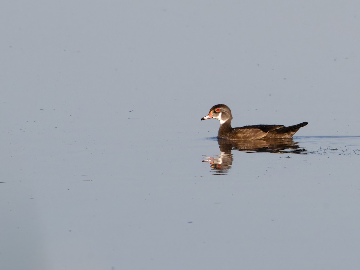 Wood Duck - ML622092619