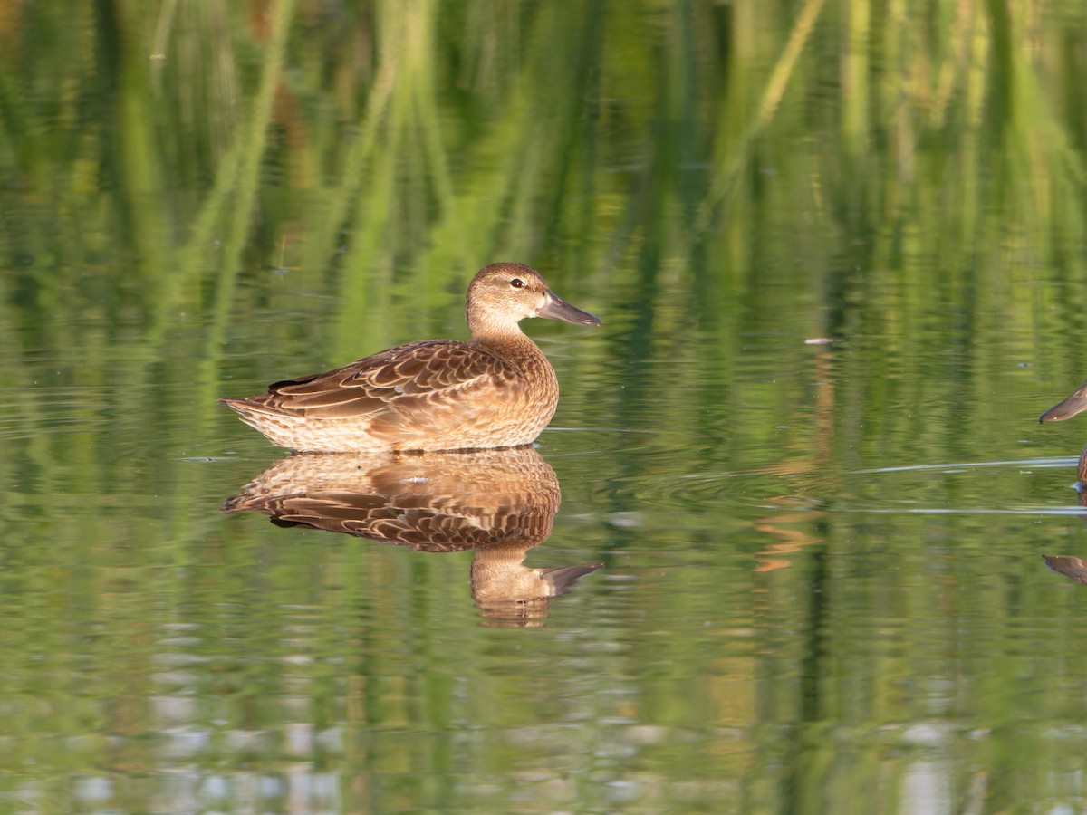 Blue-winged Teal - ML622092622