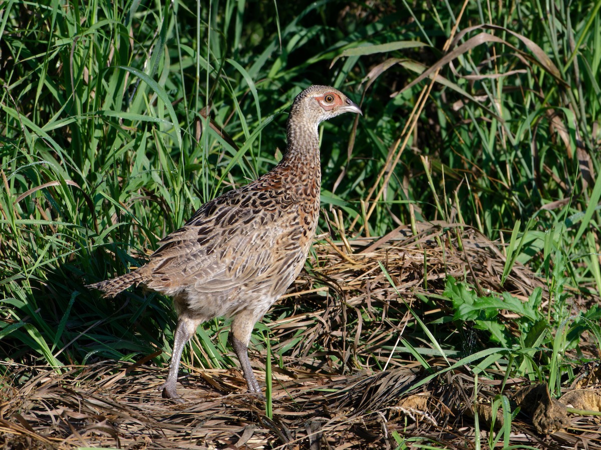 Ring-necked Pheasant - ML622092626