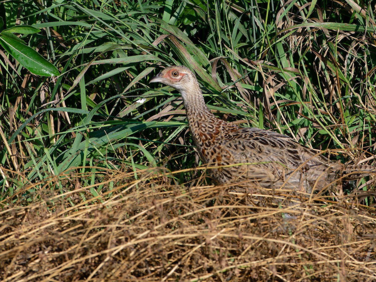 Ring-necked Pheasant - ML622092627