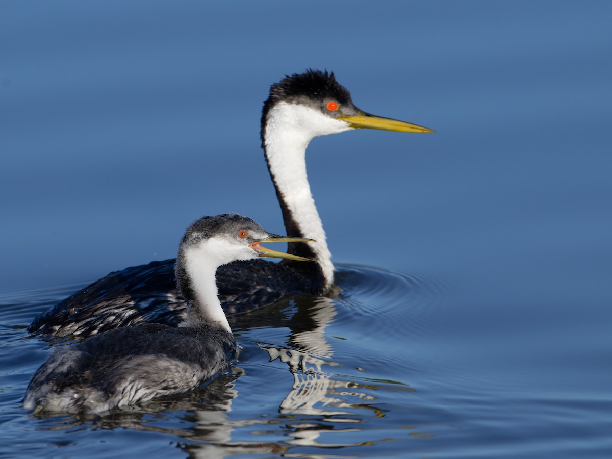 Western Grebe - ML622092640