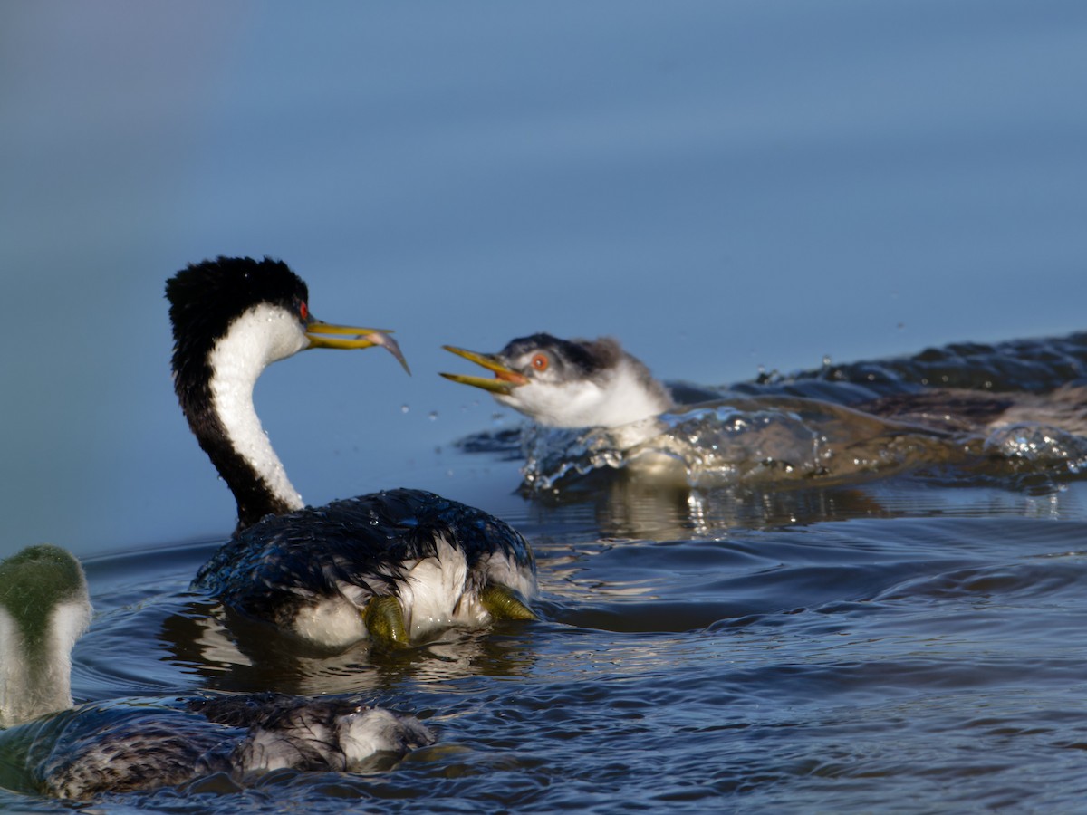 Western Grebe - ML622092641