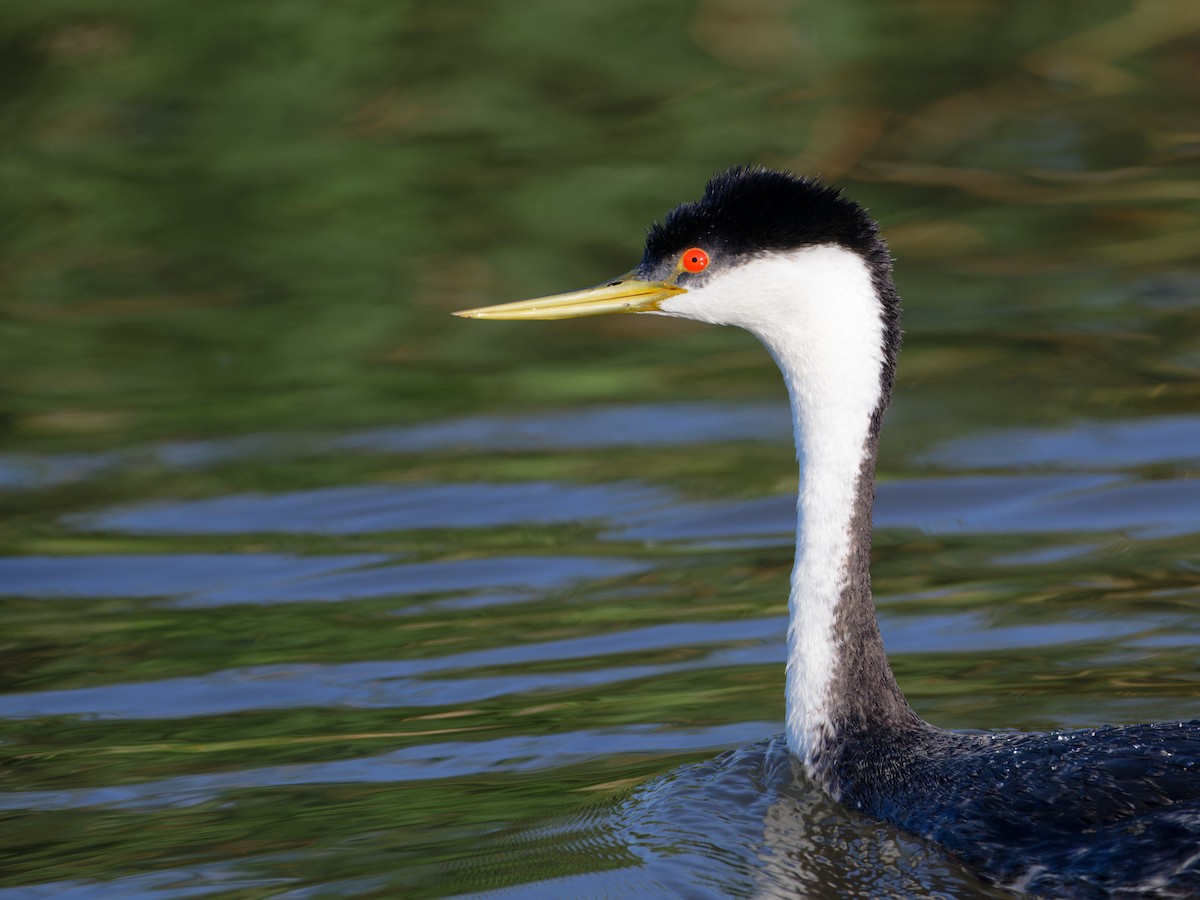 Western Grebe - ML622092642