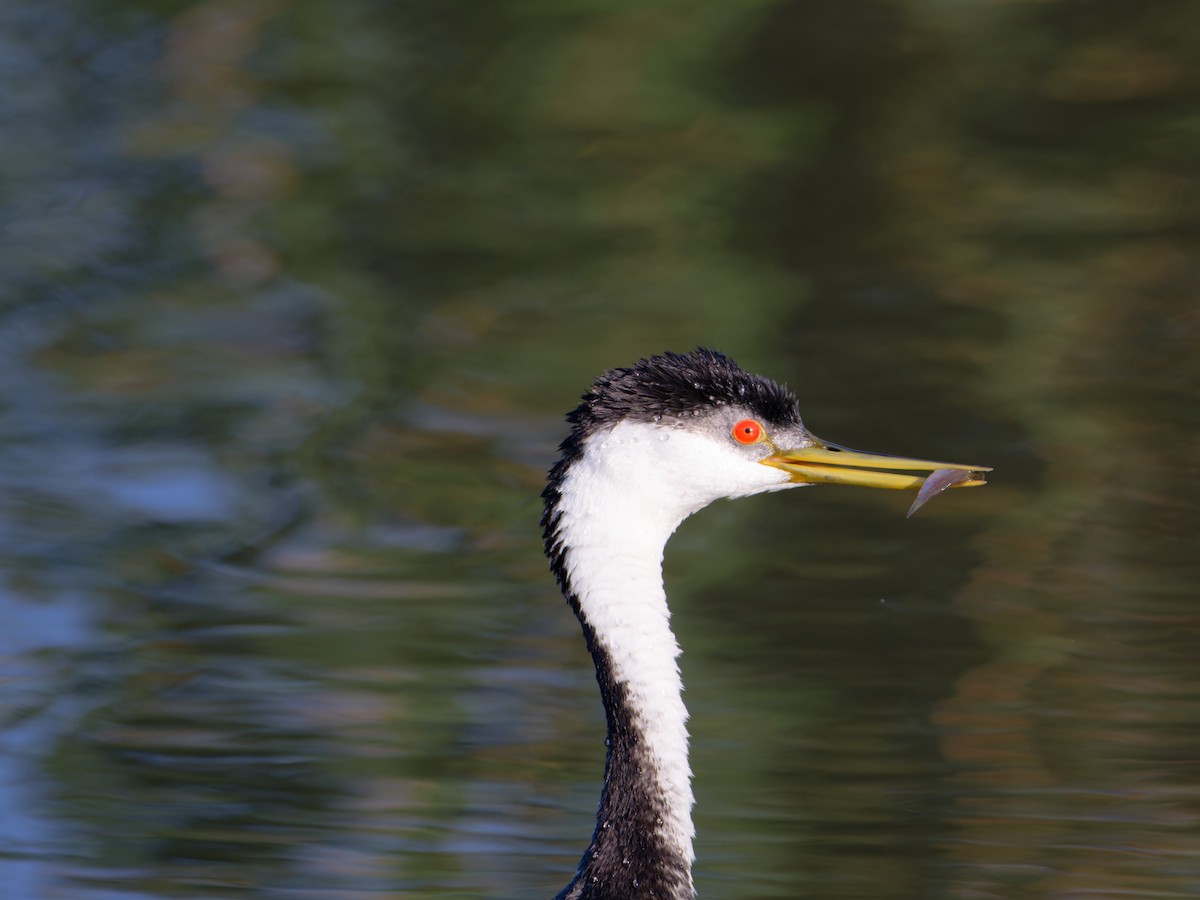 Western Grebe - ML622092643