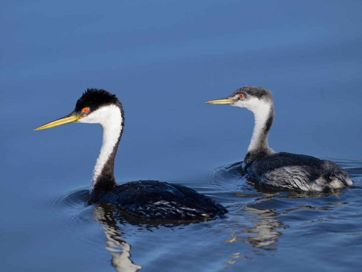 Western Grebe - ML622092644