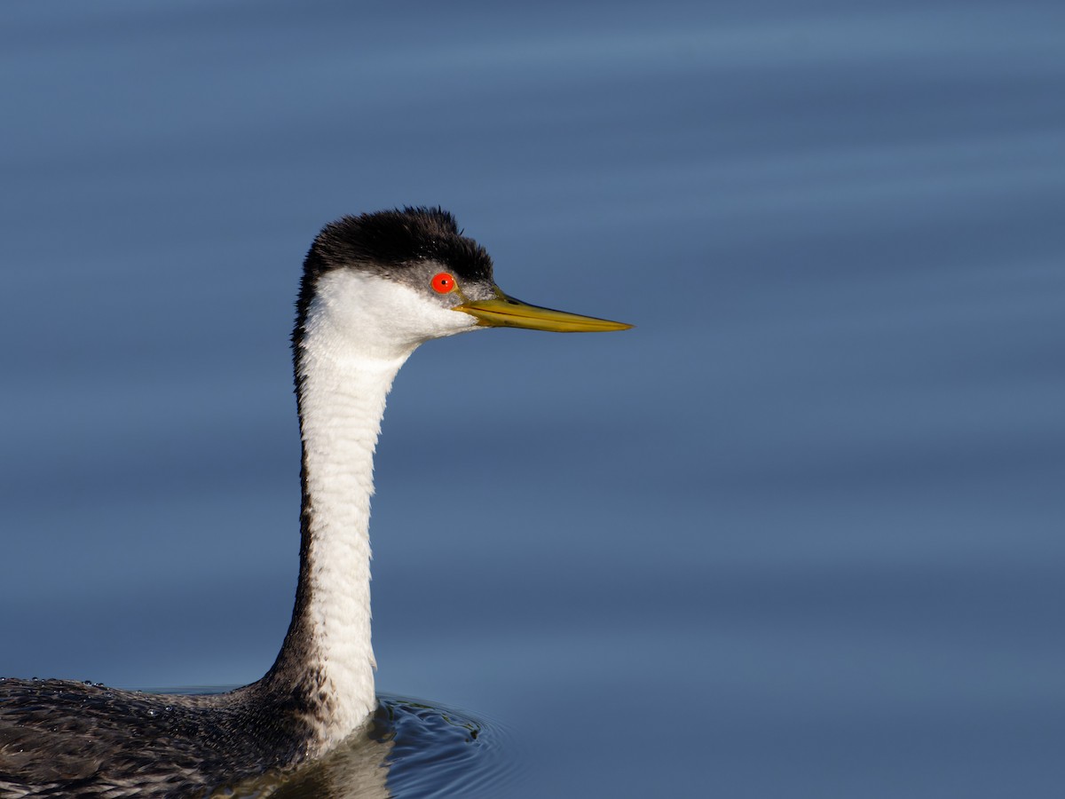 Western Grebe - ML622092645