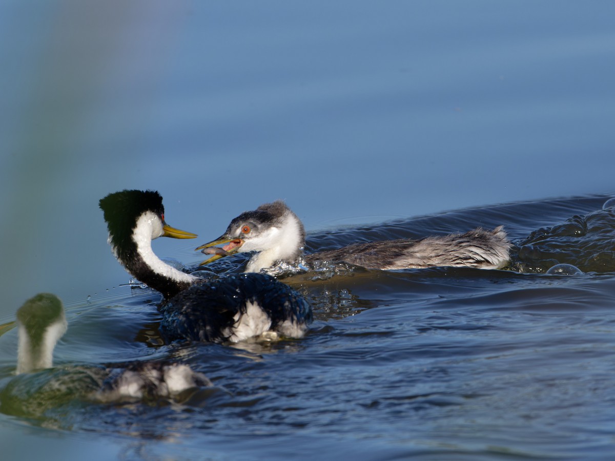 Western Grebe - ML622092646