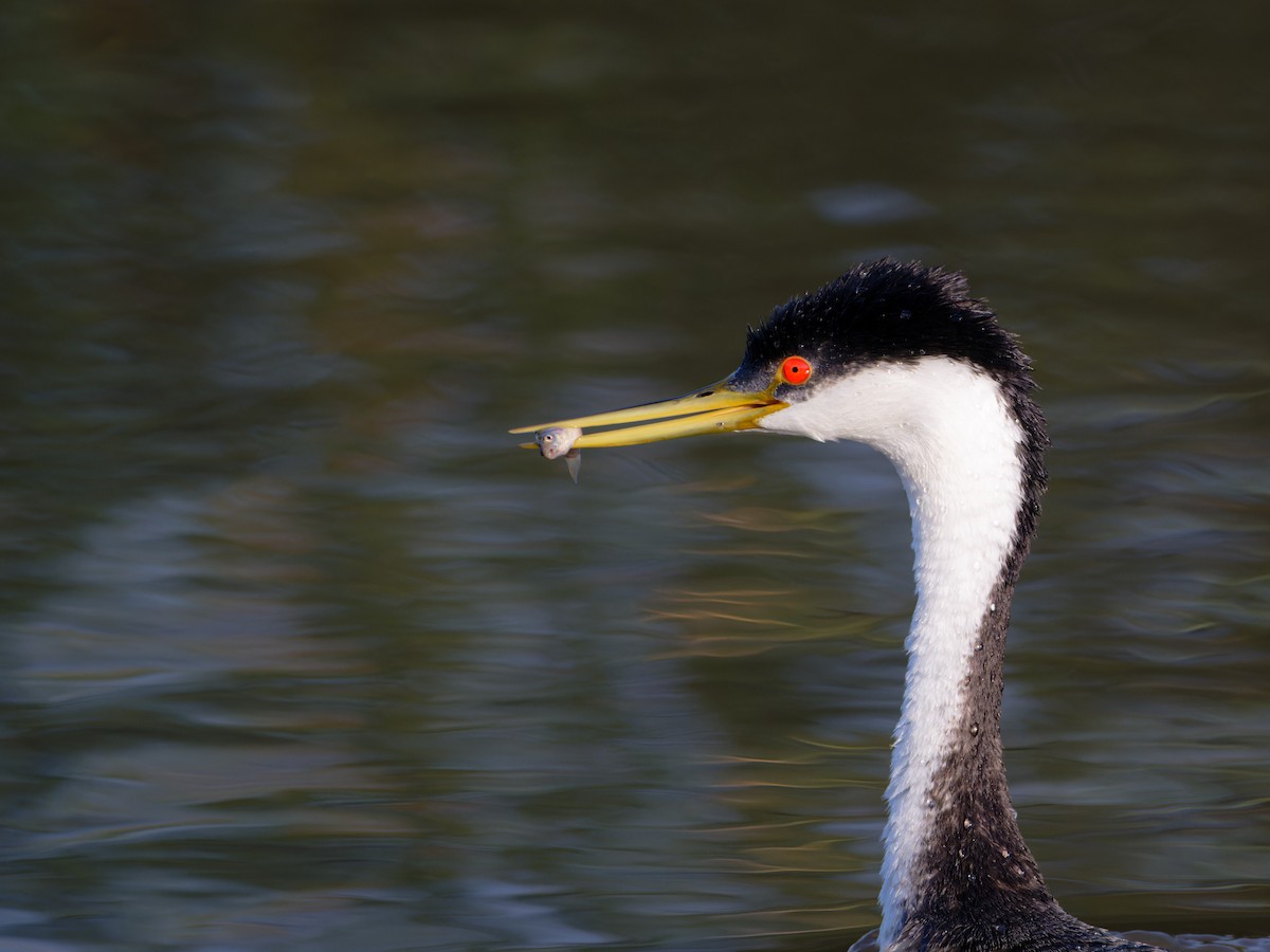 Western Grebe - ML622092647