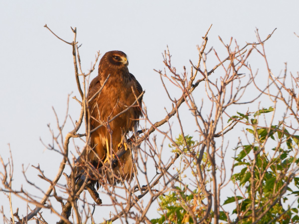 Northern Harrier - Alan Van Norman