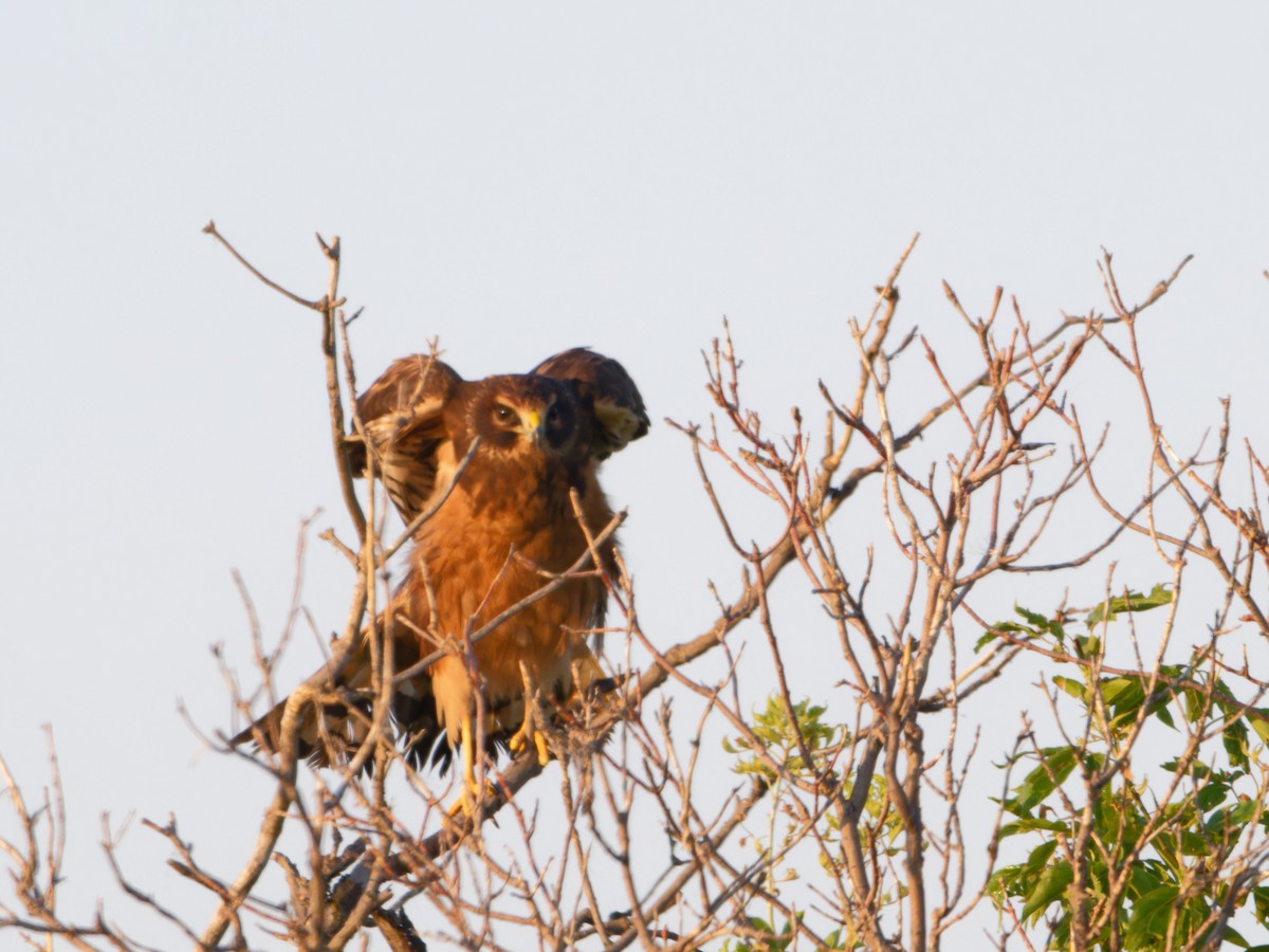 Northern Harrier - ML622092667