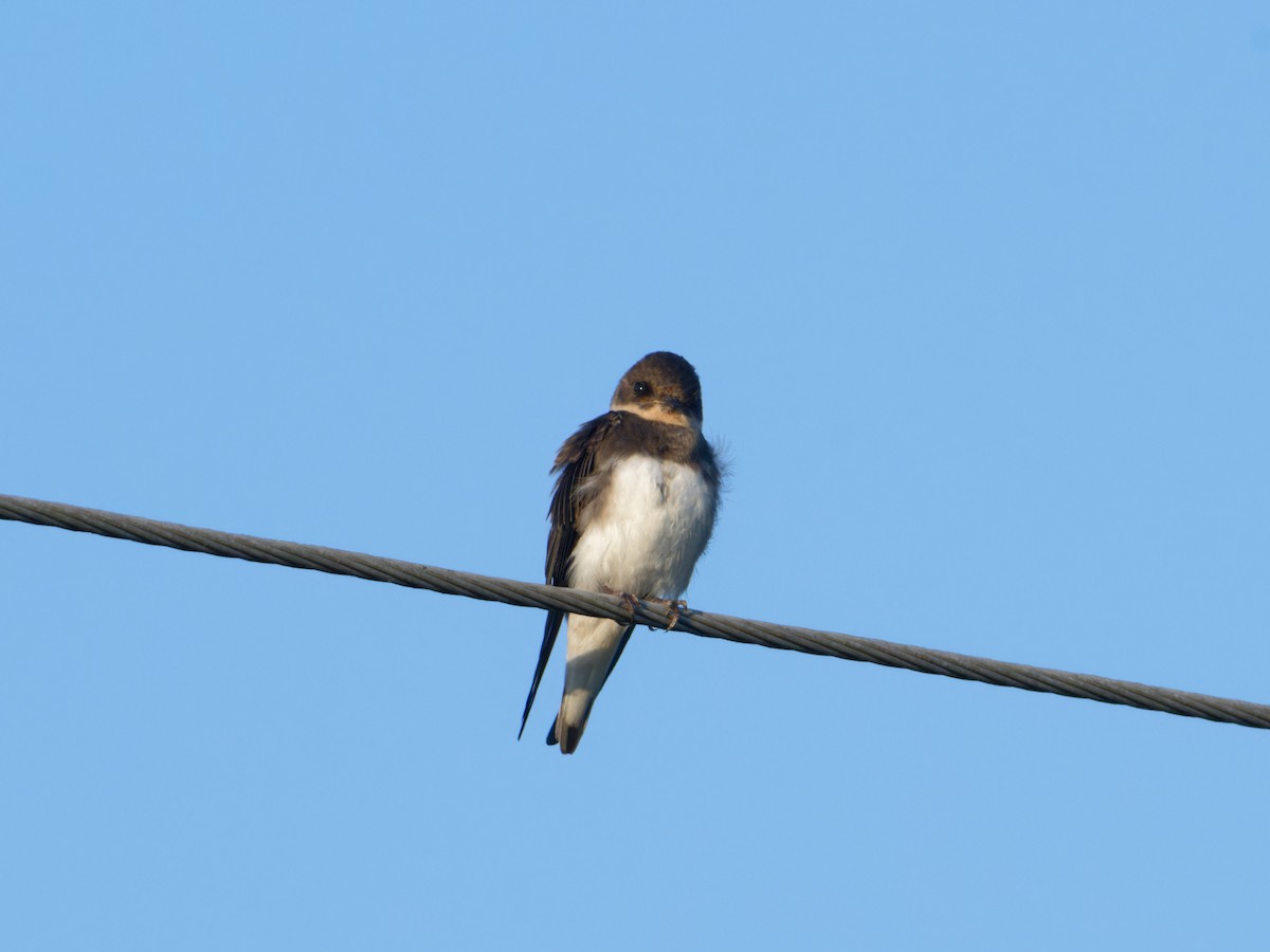 Bank Swallow - ML622092671