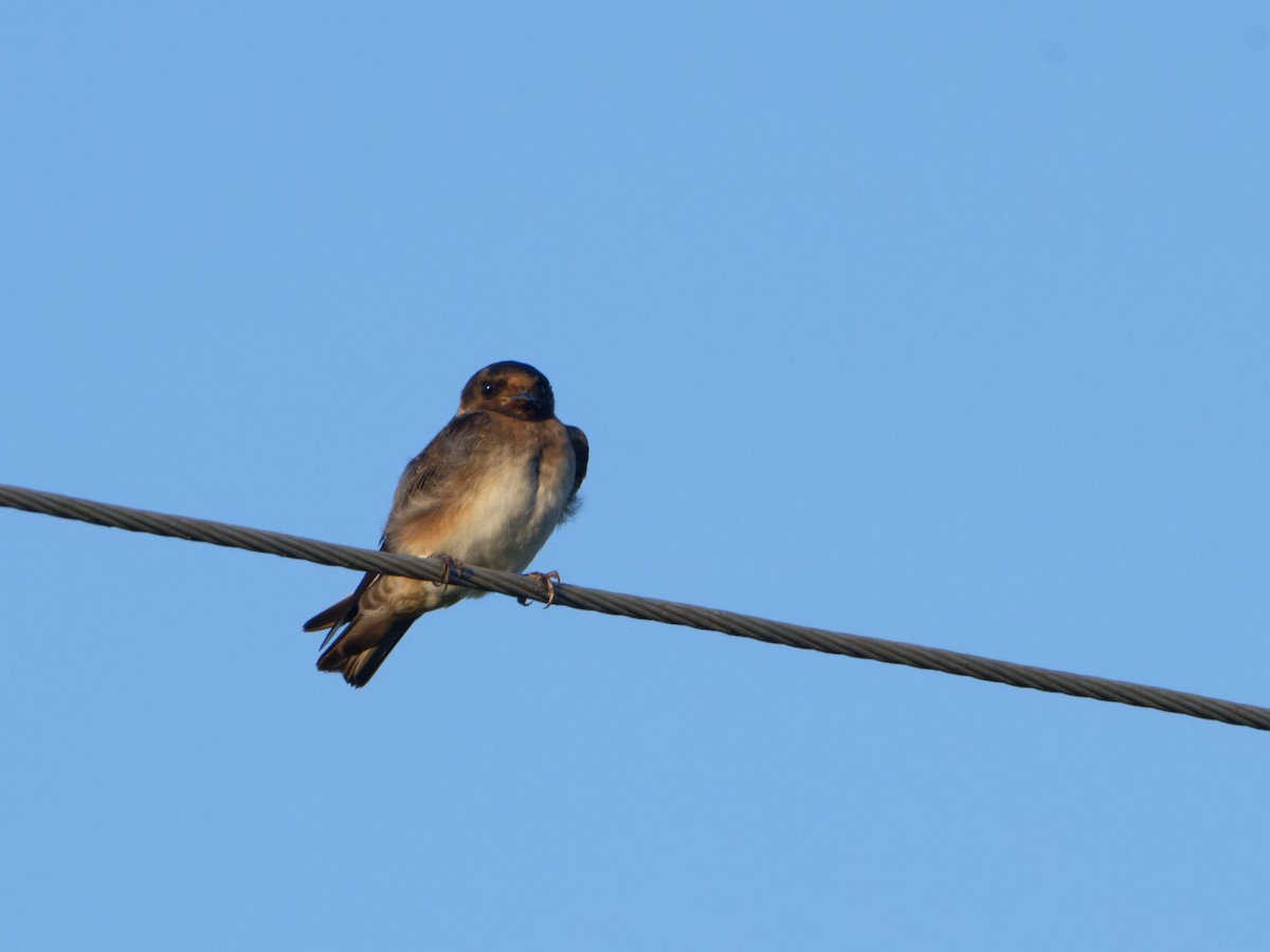 Cliff Swallow - ML622092674