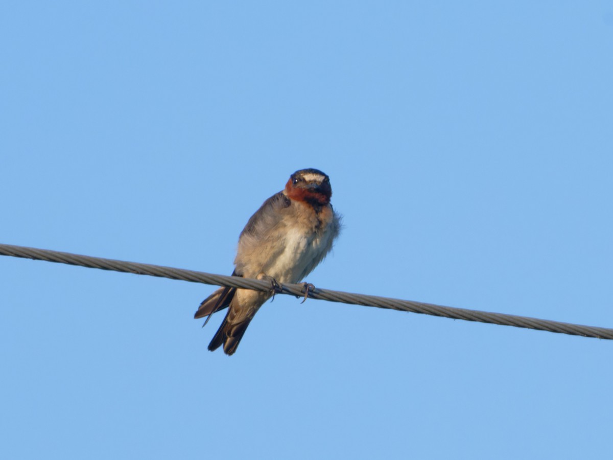 Cliff Swallow - ML622092676