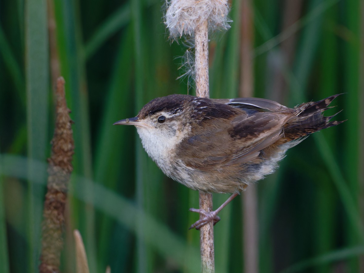 Marsh Wren - ML622092680