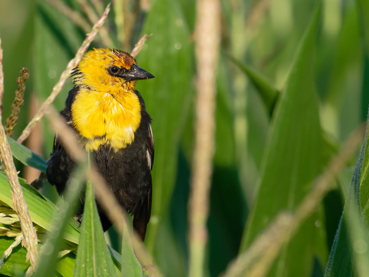 Yellow-headed Blackbird - ML622092683