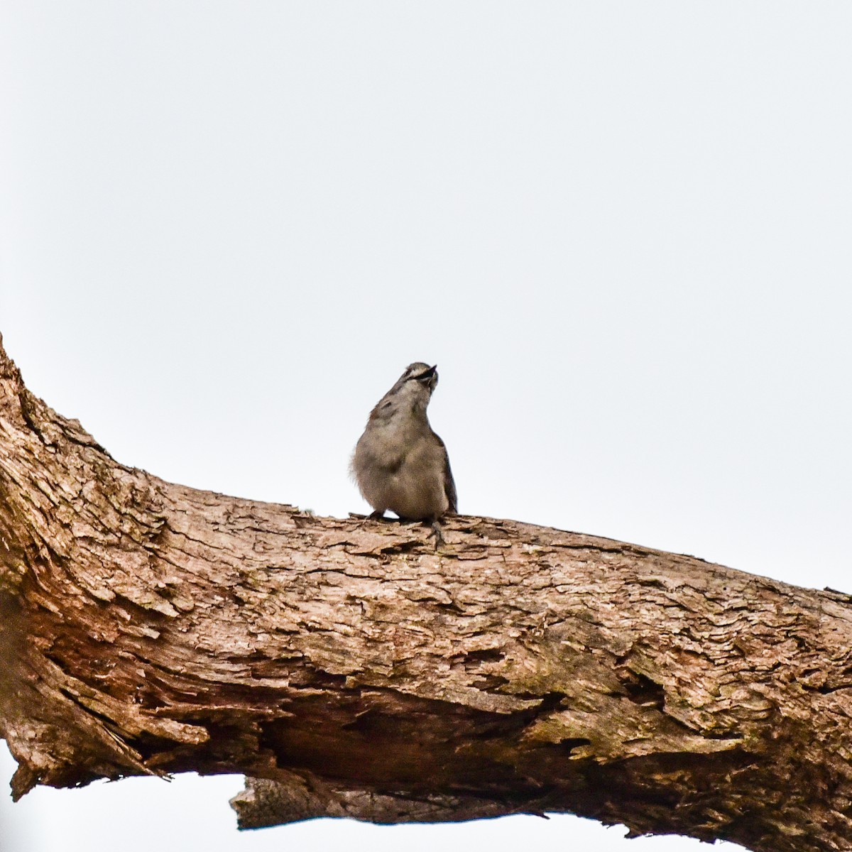 Gray Shrikethrush - ML622092685