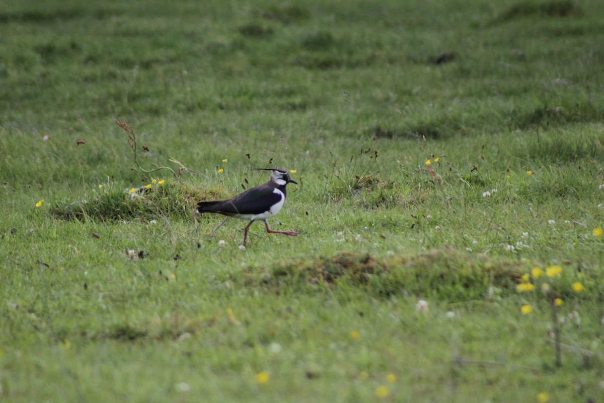 Northern Lapwing - tono Peris