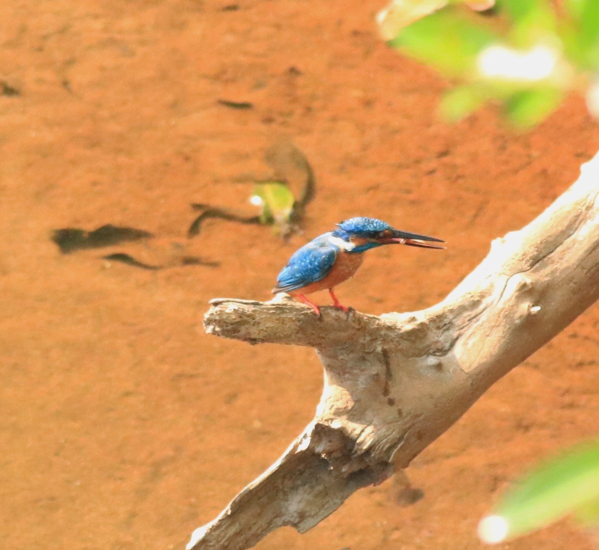 Common Kingfisher - Afsar Nayakkan