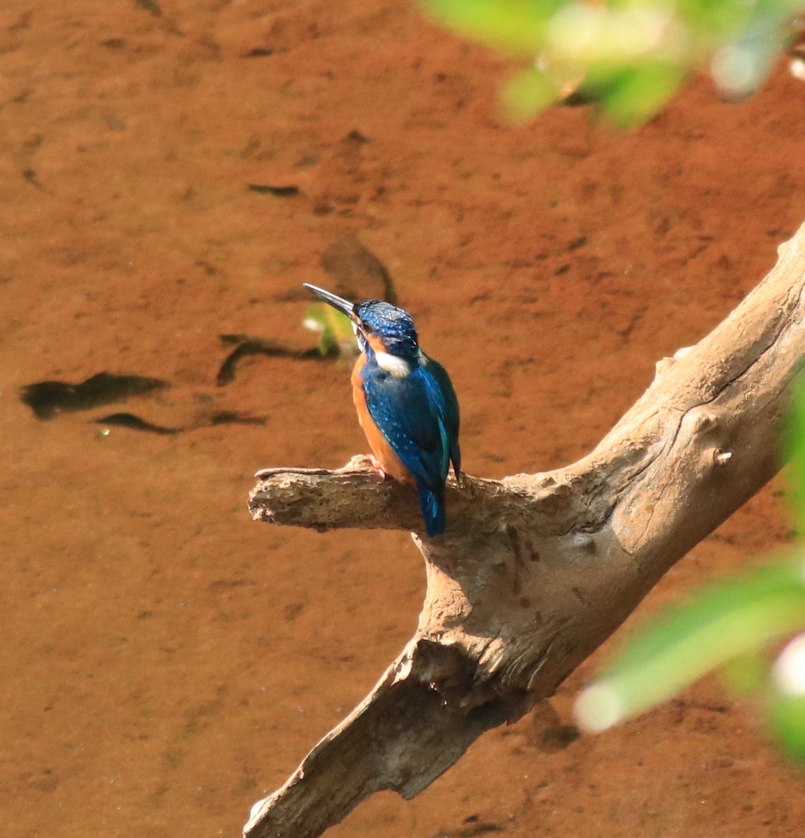 Common Kingfisher - Afsar Nayakkan