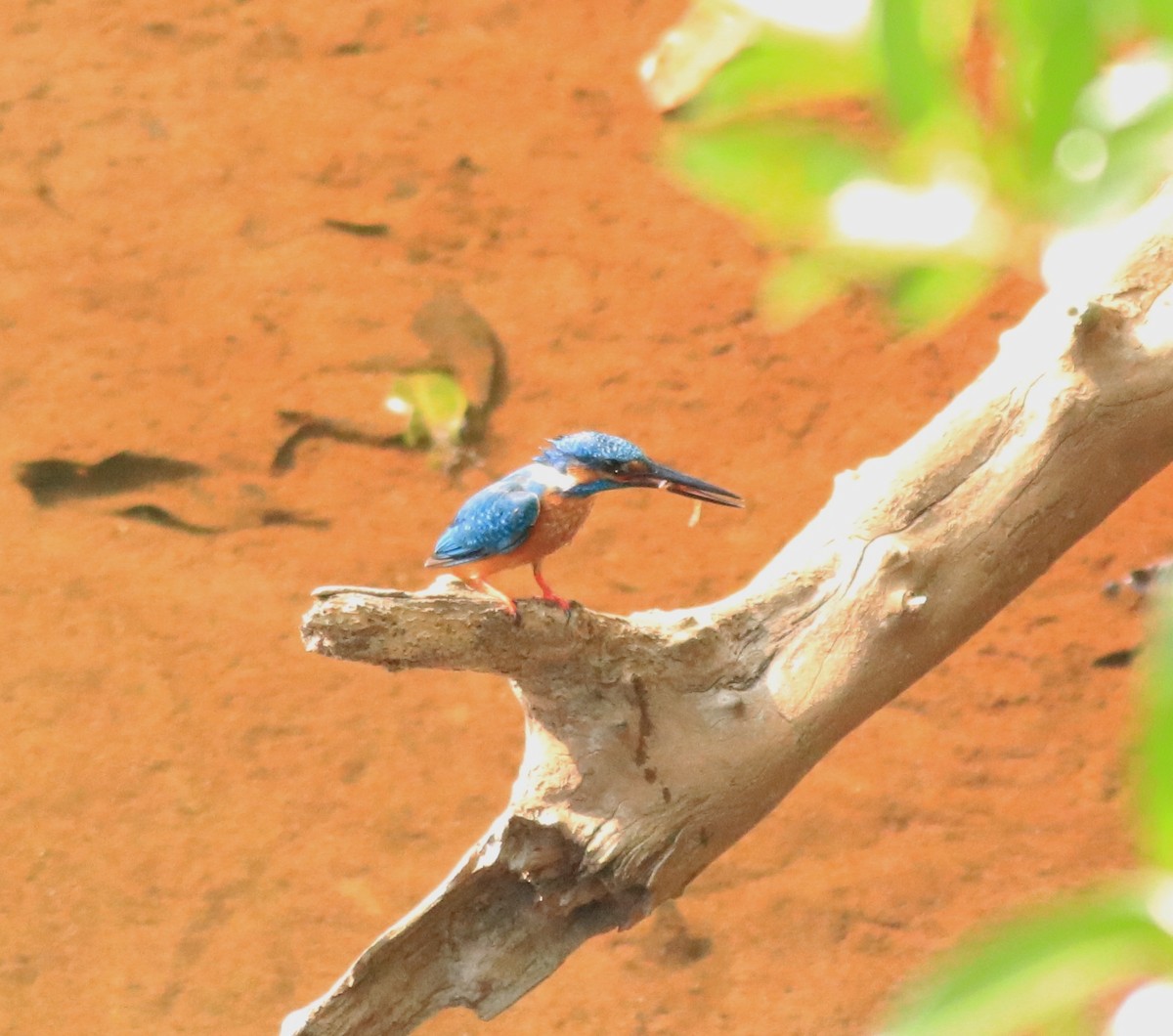 Common Kingfisher - Afsar Nayakkan