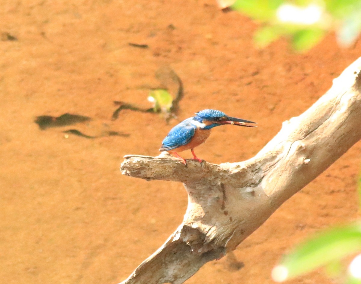 Common Kingfisher - Afsar Nayakkan