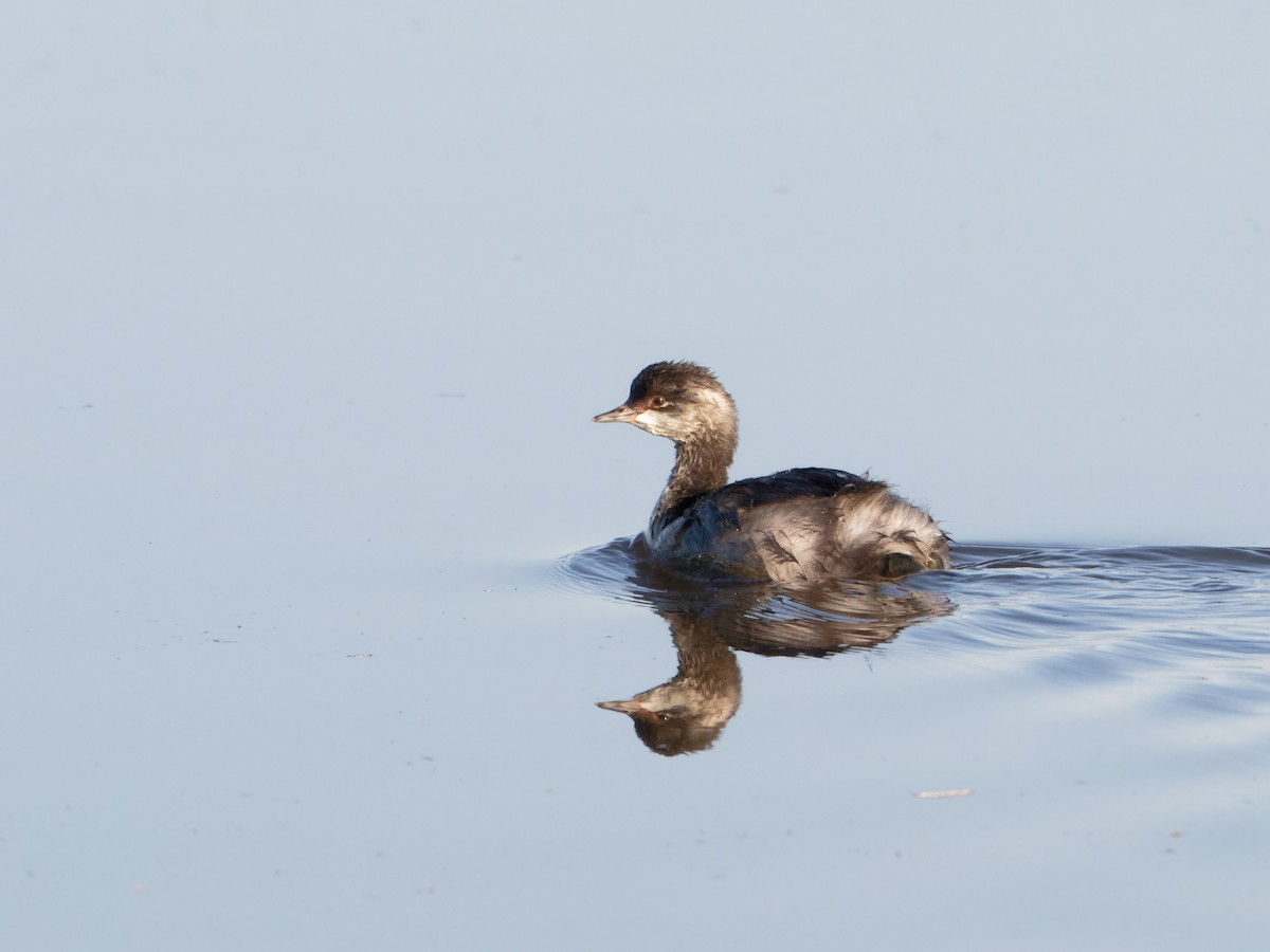 Eared Grebe - Alan Van Norman