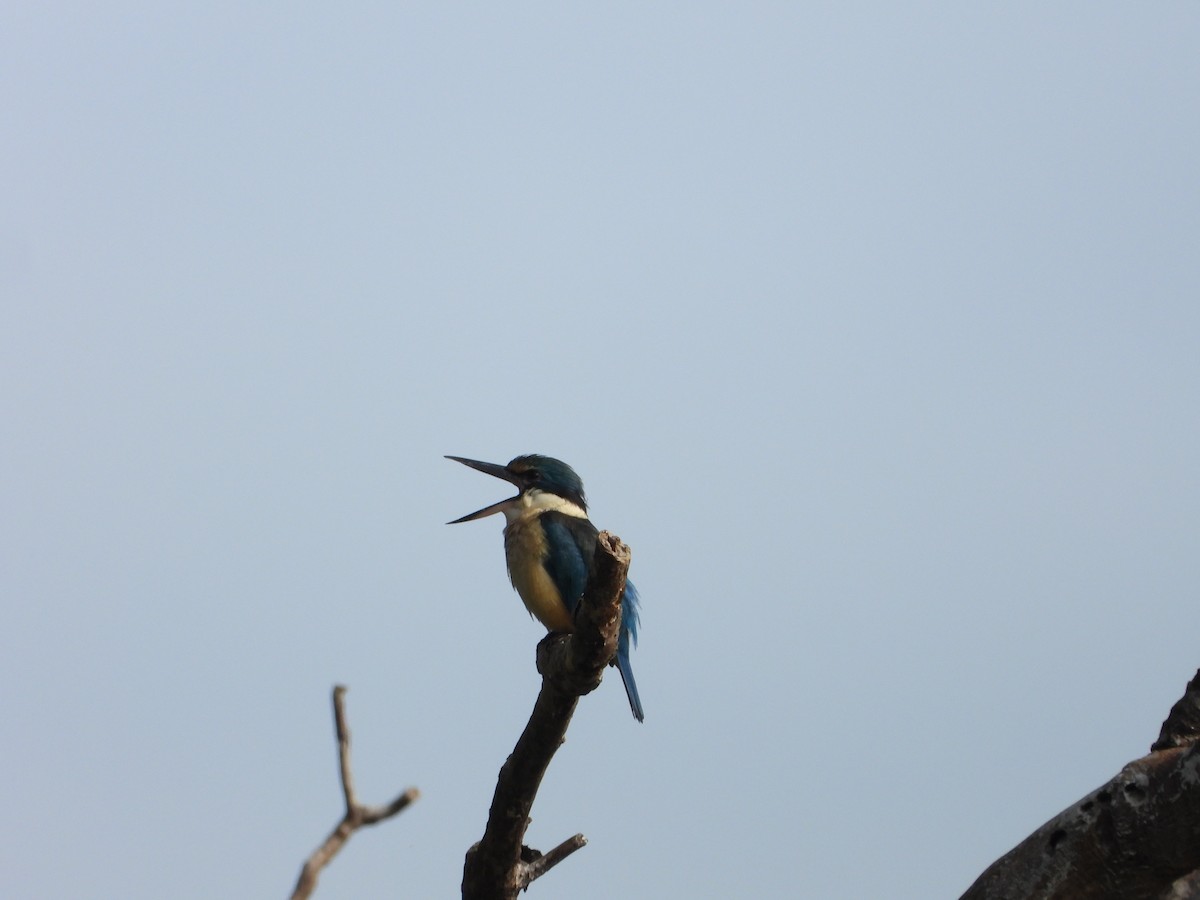 Sacred Kingfisher - ML622092711