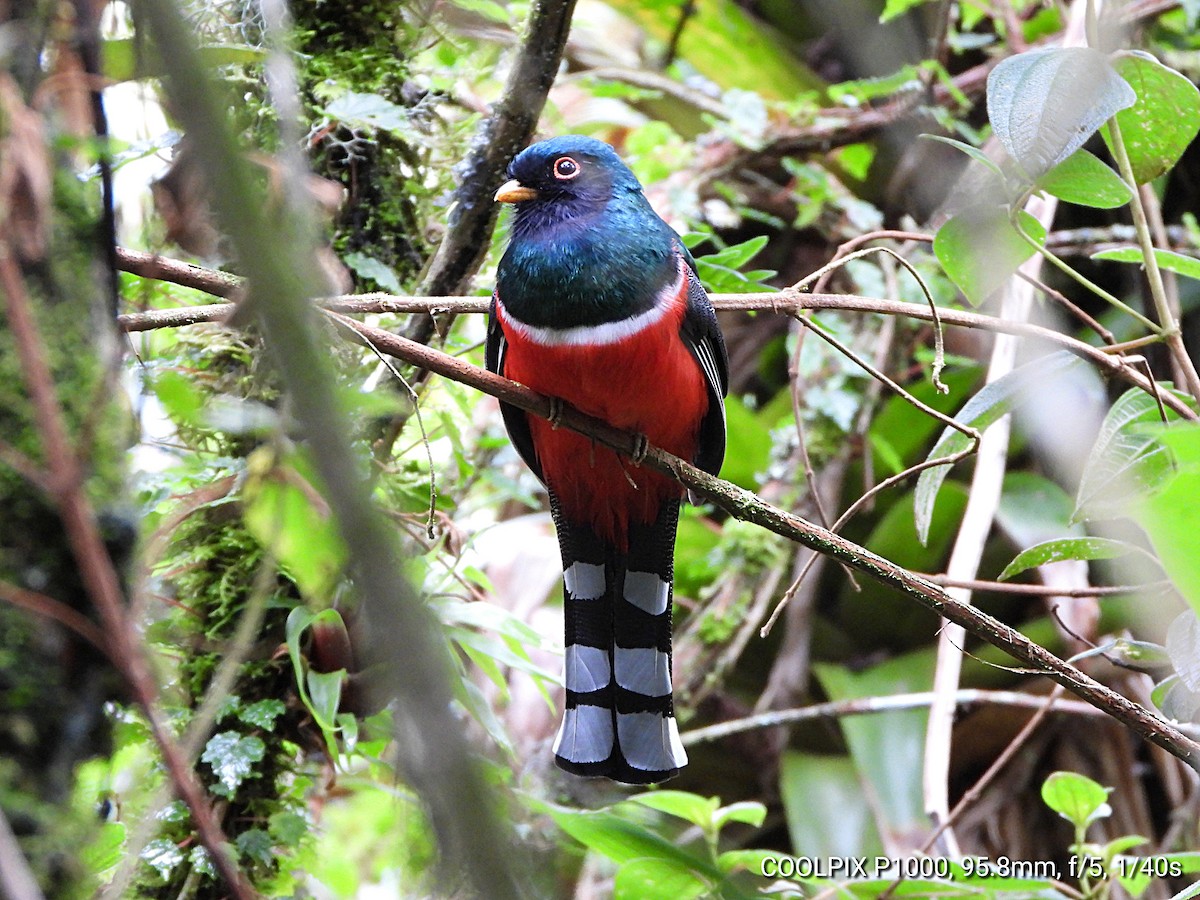 Masked Trogon - ML622092718