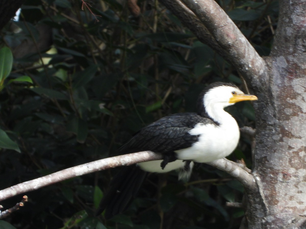 Little Pied Cormorant - ML622092721