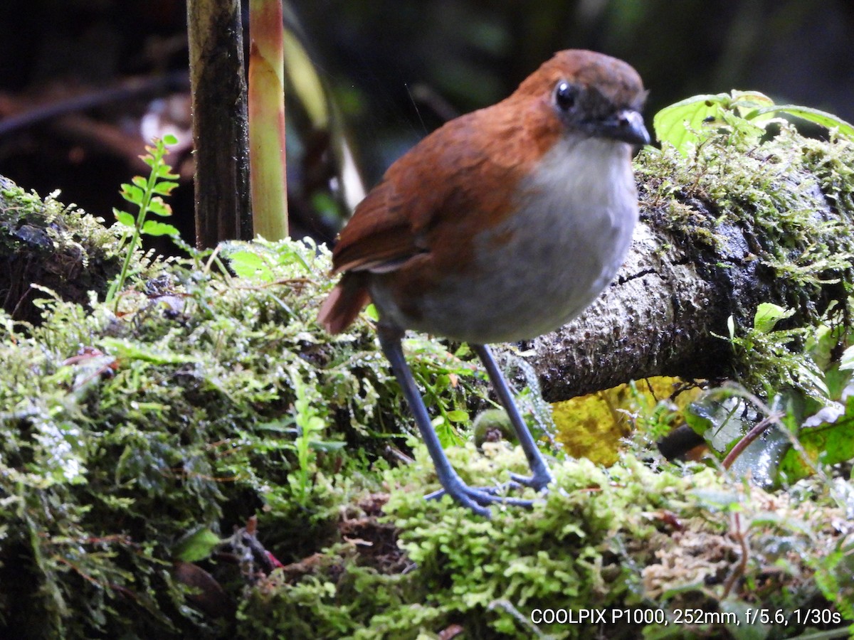 White-bellied Antpitta - ML622092722