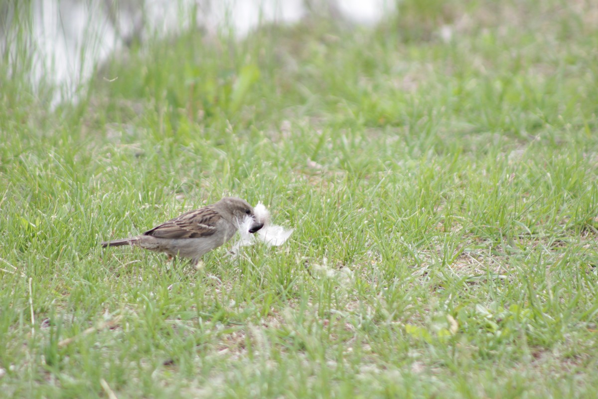 House Sparrow - ML622092725