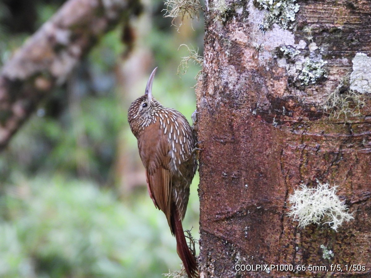 Montane Woodcreeper - ML622092740