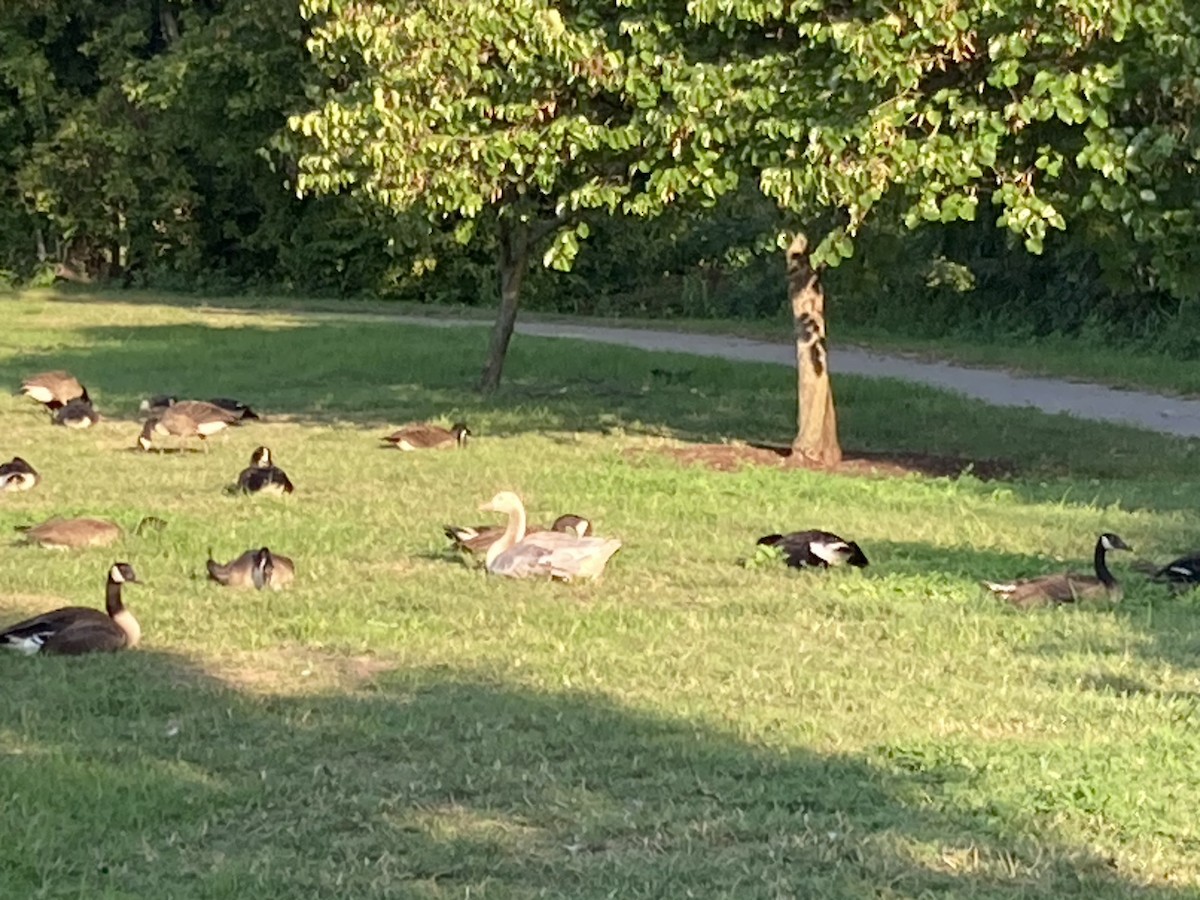 Domestic goose sp. x Canada Goose (hybrid) - ML622092789