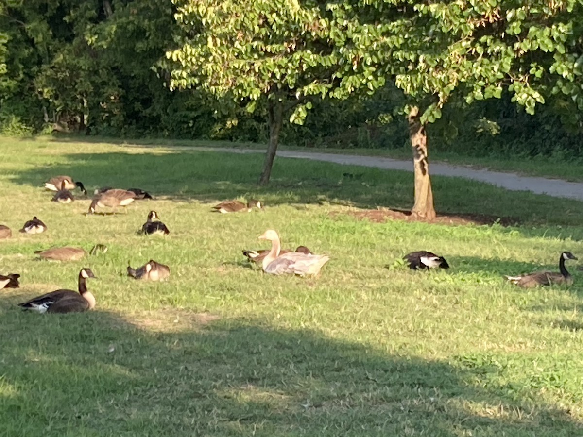 Domestic goose sp. x Canada Goose (hybrid) - ML622092790