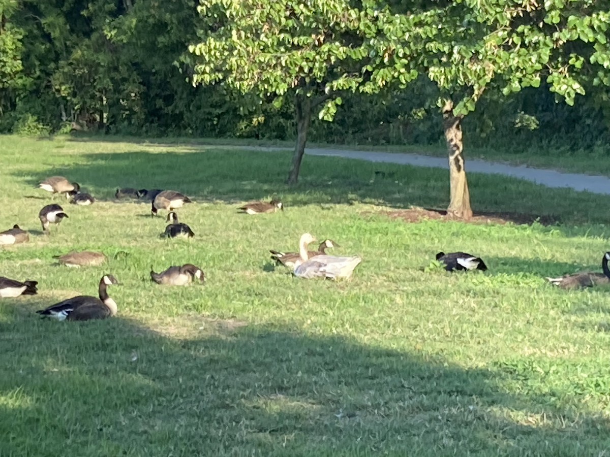 Domestic goose sp. x Canada Goose (hybrid) - ML622092791