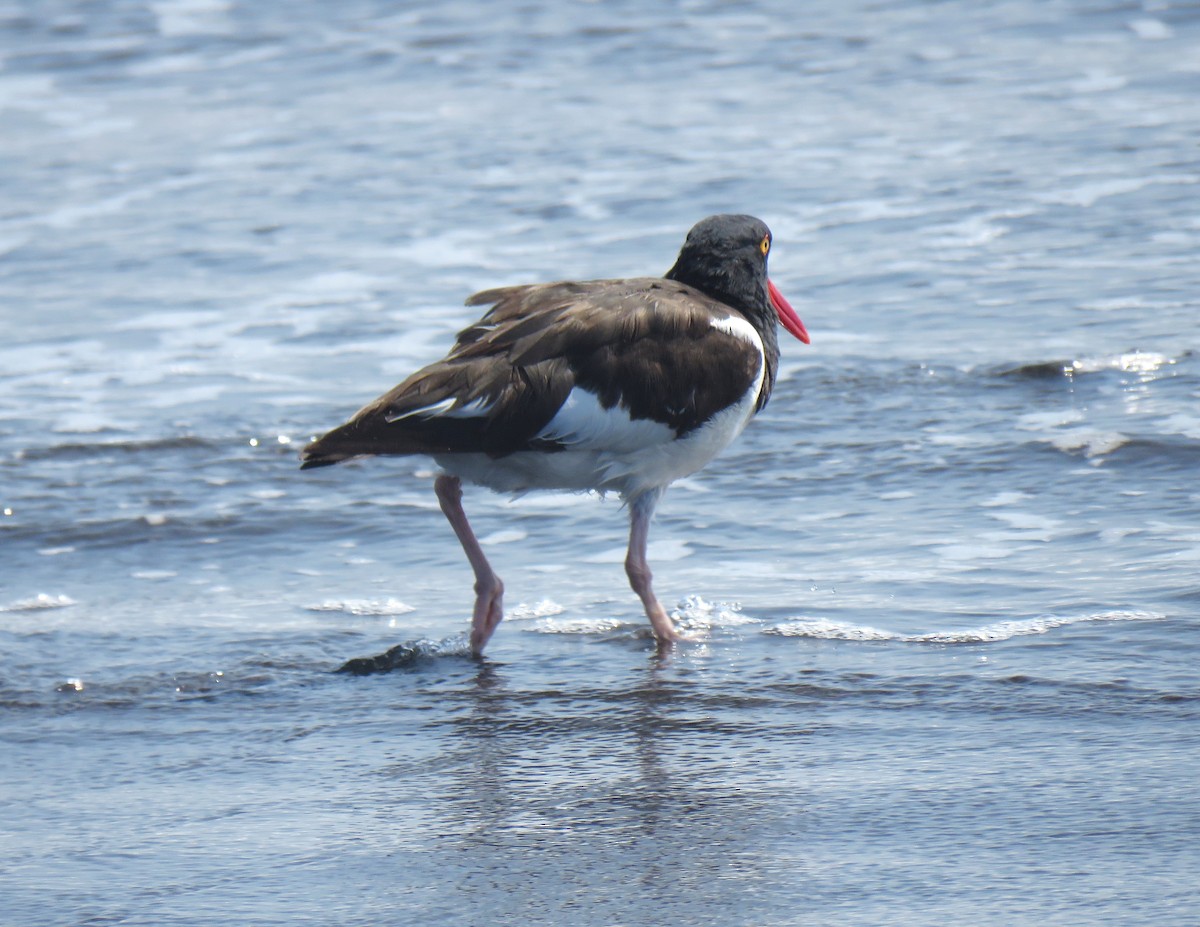 American Oystercatcher - ML622092802