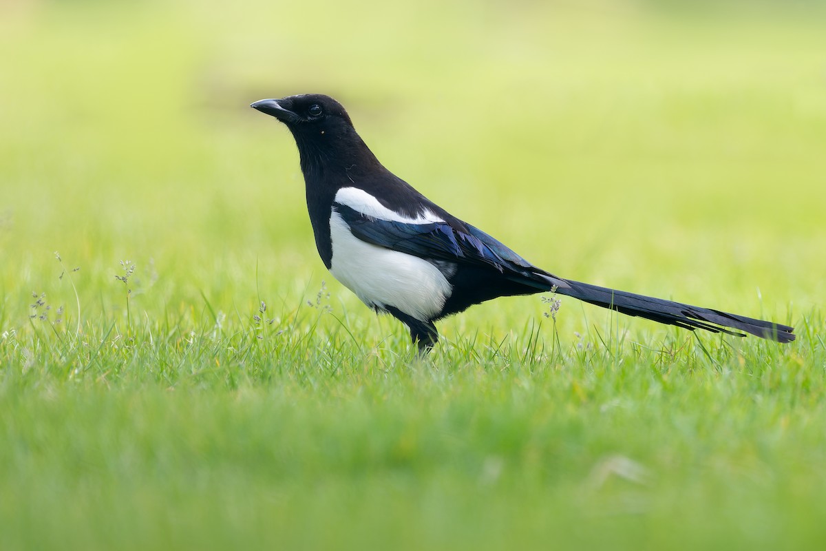 Eurasian Magpie - ML622092852