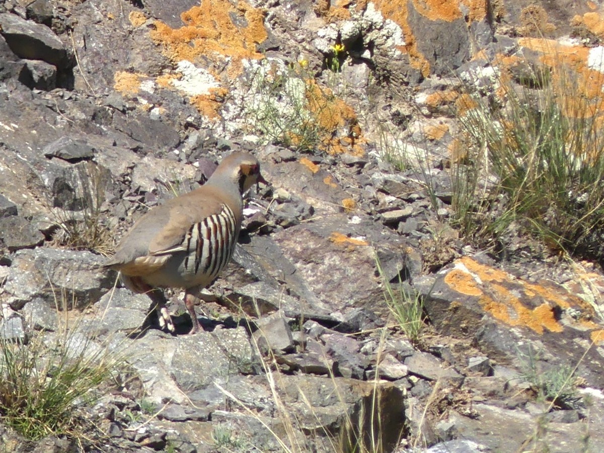 Chukar - ML622092853