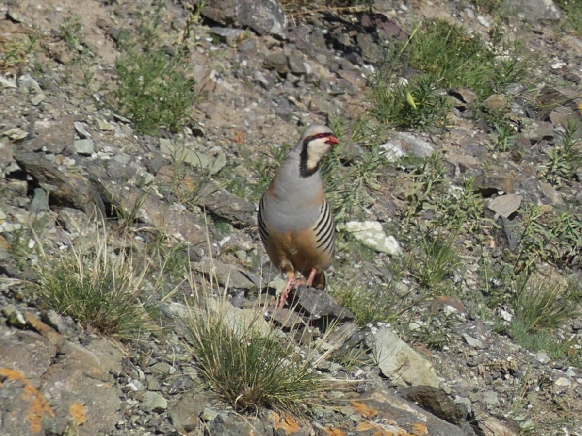 Chukar - ML622092854