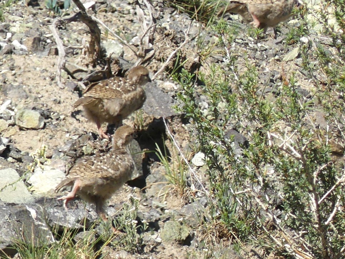 Chukar - ML622092855