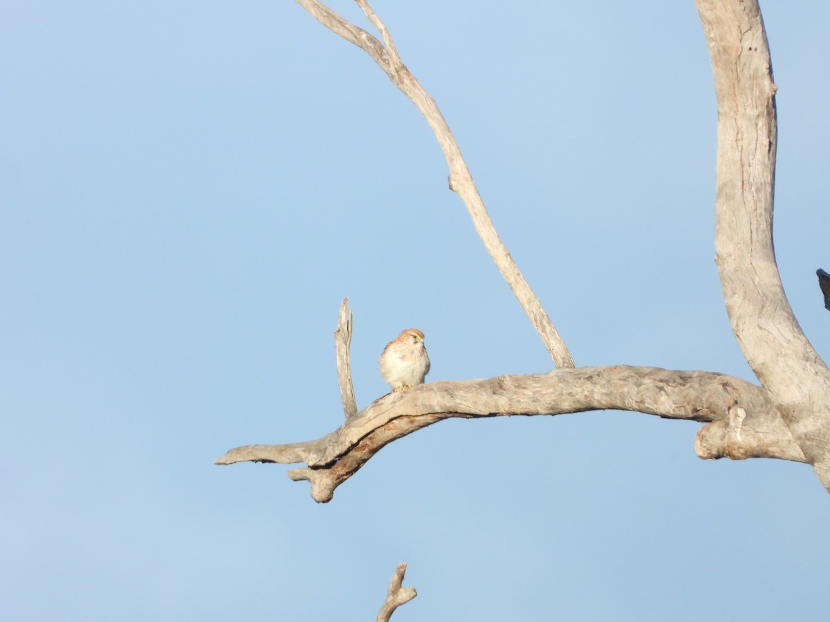 Nankeen Kestrel - Paul Marty