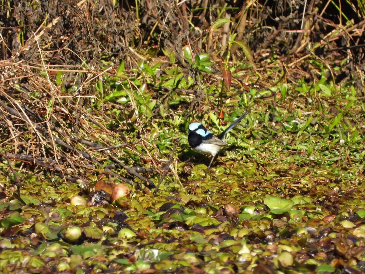 Superb Fairywren - ML622092867