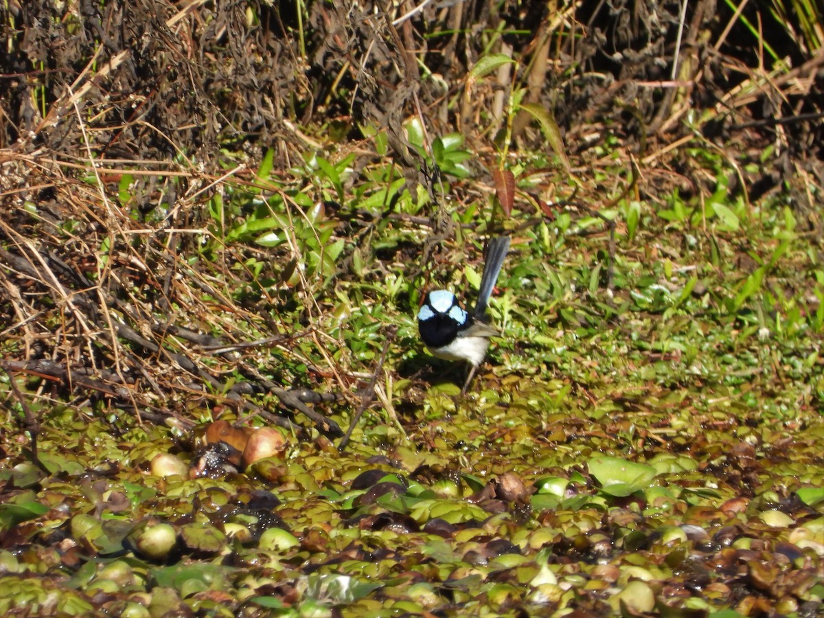 Superb Fairywren - ML622092868