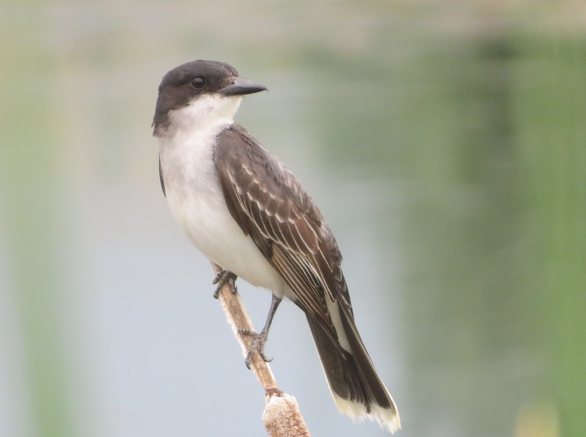 Eastern Kingbird - ML622092871