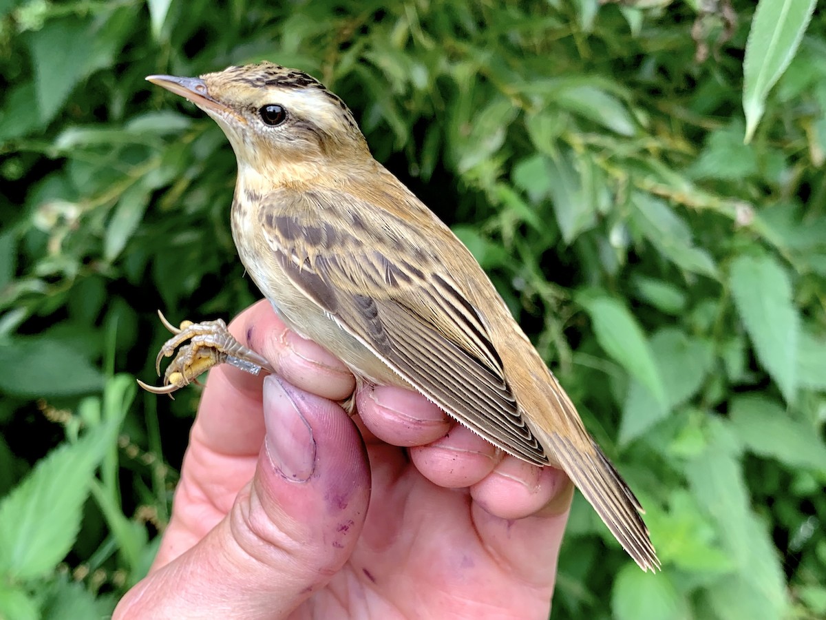 Sedge Warbler - ML622092873