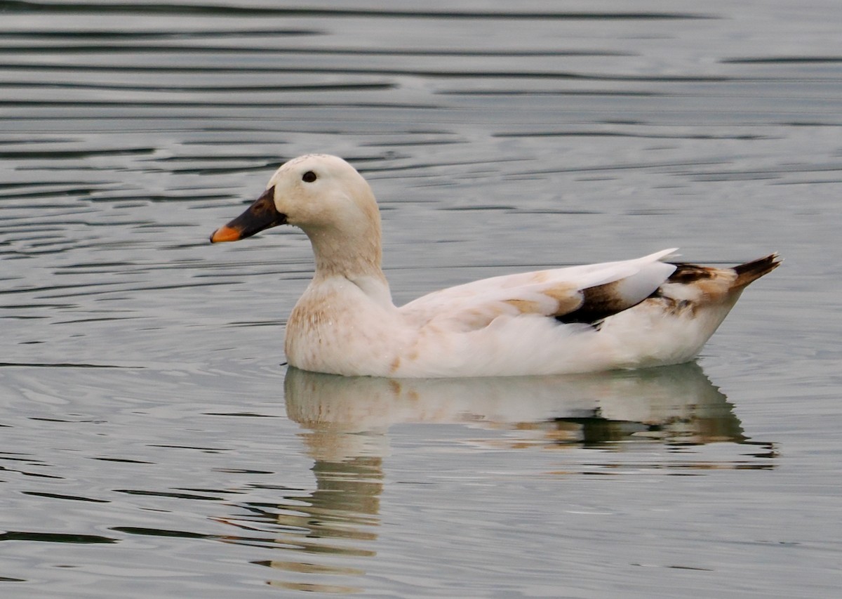 Mallard (Domestic type) - ML622092876