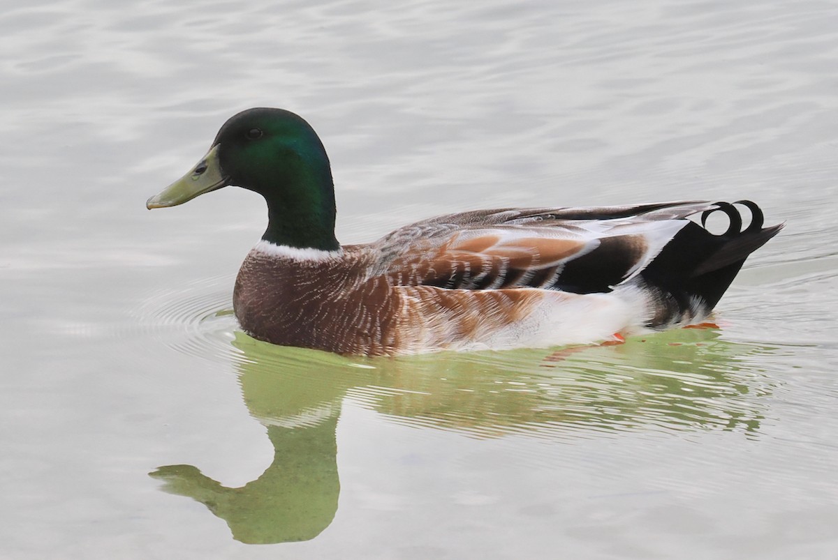 Mallard (Domestic type) - ML622092877