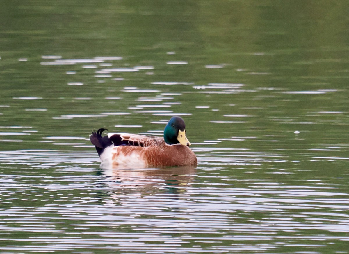 Mallard (Domestic type) - ML622092878