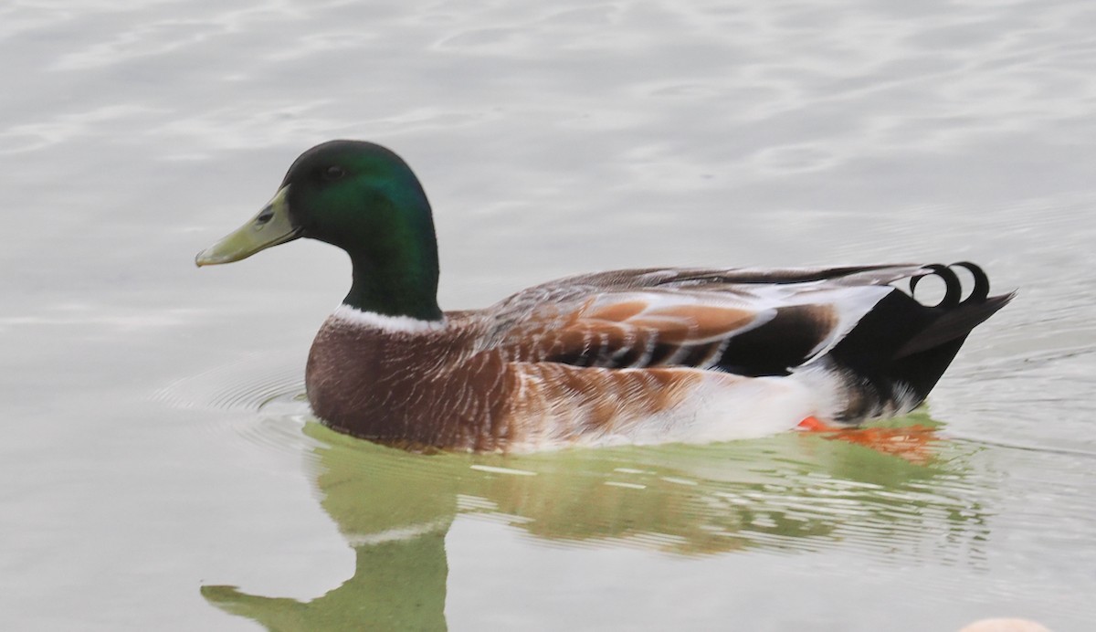 Mallard (Domestic type) - ML622092880