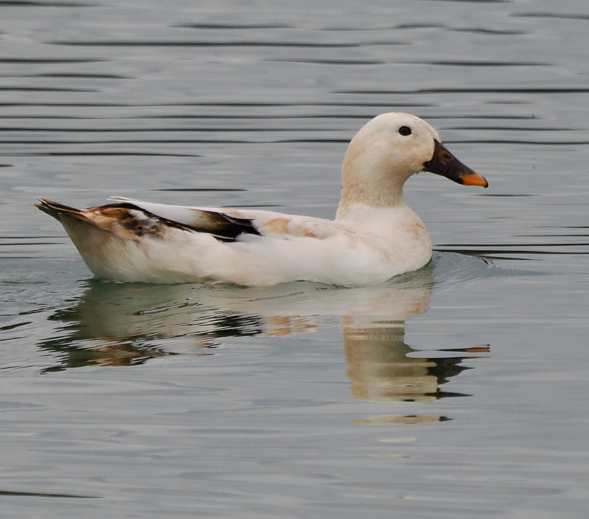 Mallard (Domestic type) - ML622092881